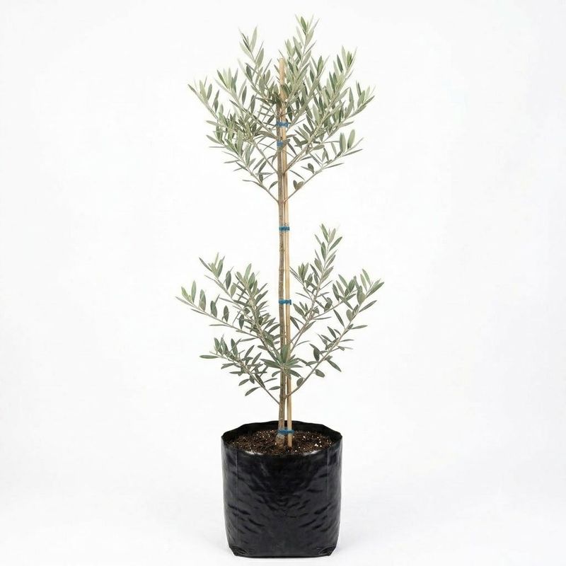 Olea Europaea "Olive Frantoio" 20Liters