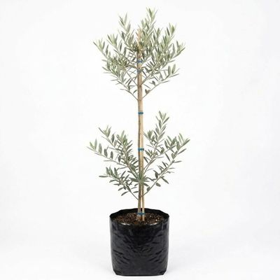 Olea Europaea "Olive Frantoio" 20Liters