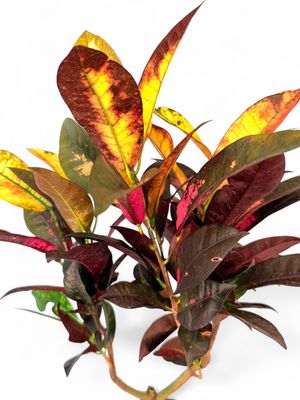 Codiaeum Variegatum "Garden Croton" 25cmPot