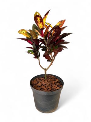 Codiaeum Variegatum "Garden Croton" 25cmPot