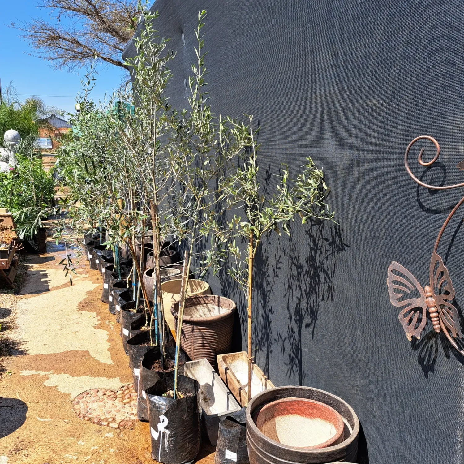 Olea Europaea "Olive Arbequina" 20Liters