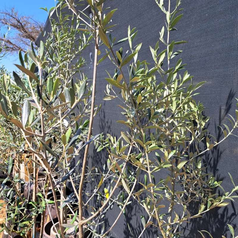 Olea Europaea "Olive Arbequina" 20Liters