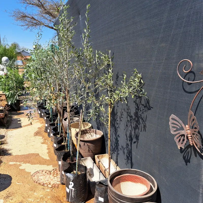 Olea Europaea "Olive Arbequina" 20Liters