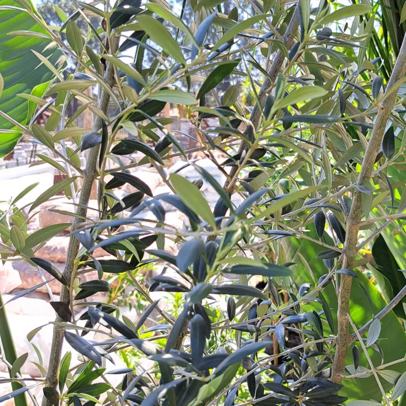 Olea Europaea "Olive Coratina" 20Liter