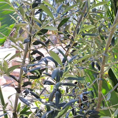 Olea Europaea "Olive Coratina" 20Liter