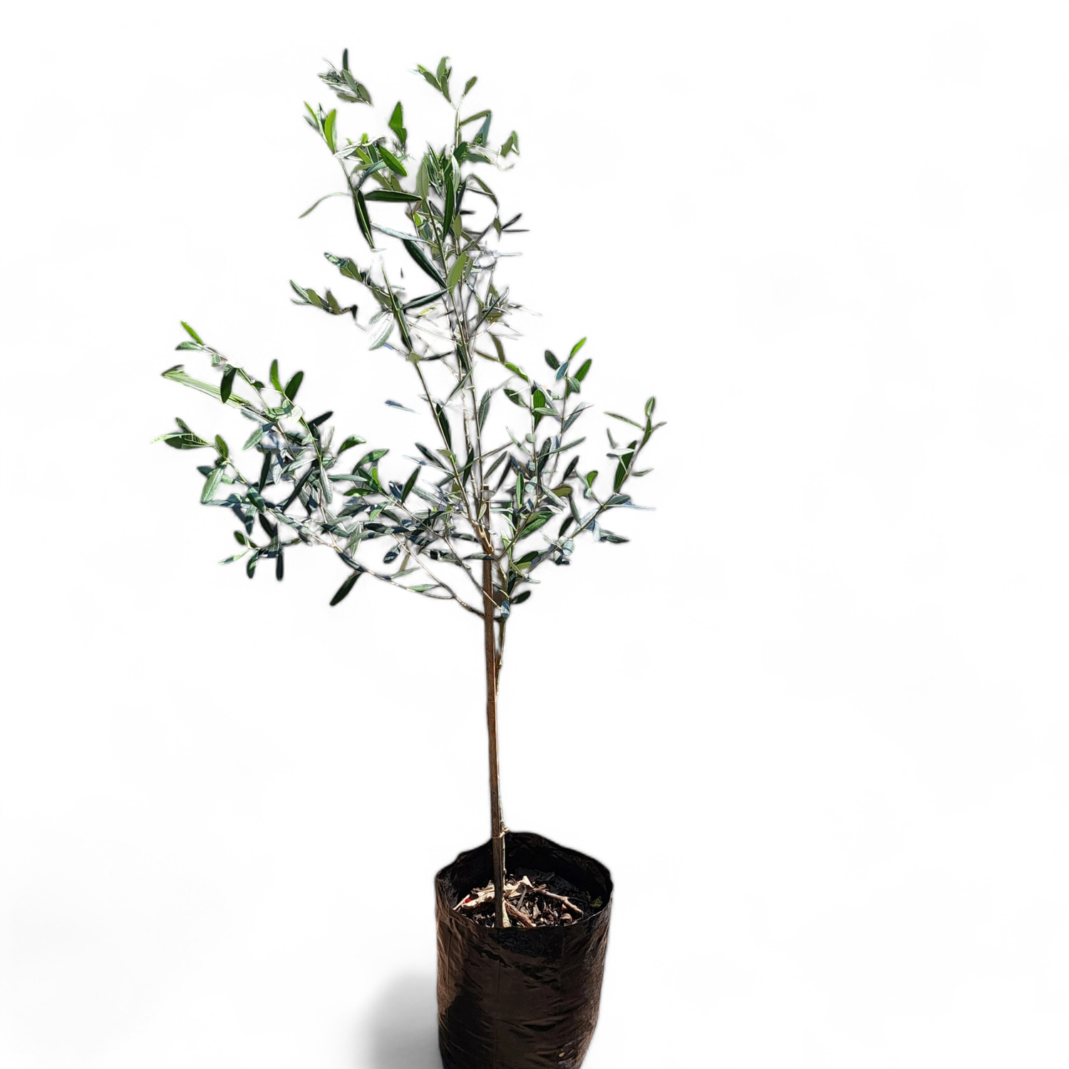 Olea Europaea "Olive Coratina" 20Liter