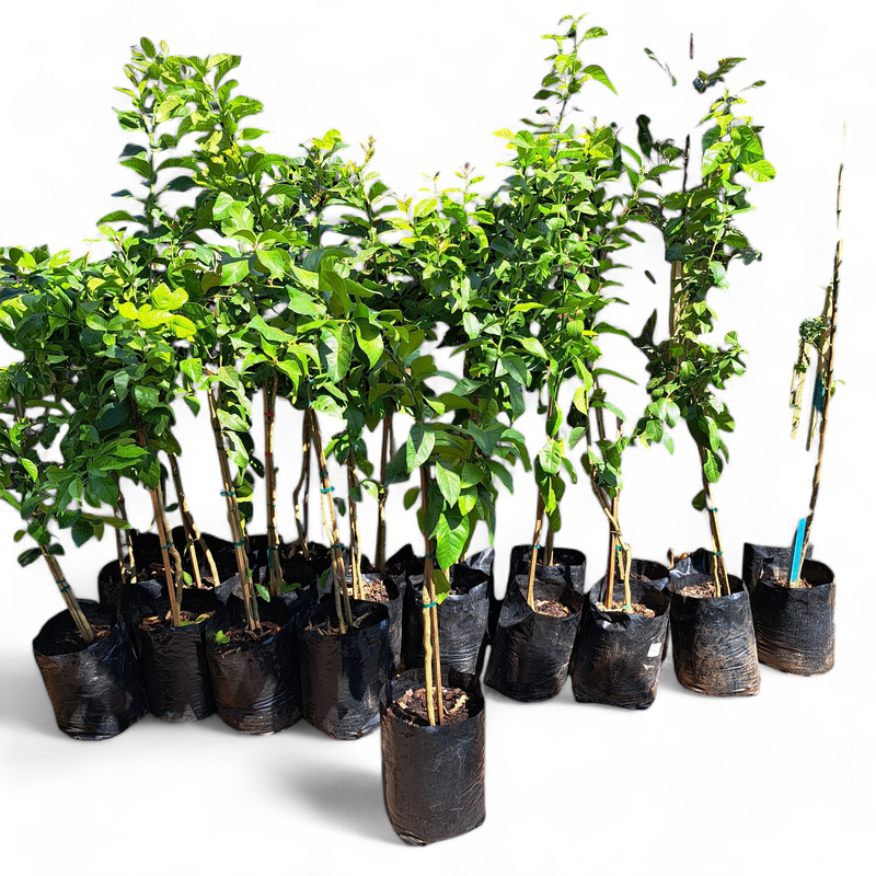 Citrus Limon "Lemon Eureka" 20Liter