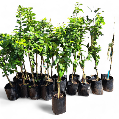 Citrus Limon "Lemon Eureka" 20Liter