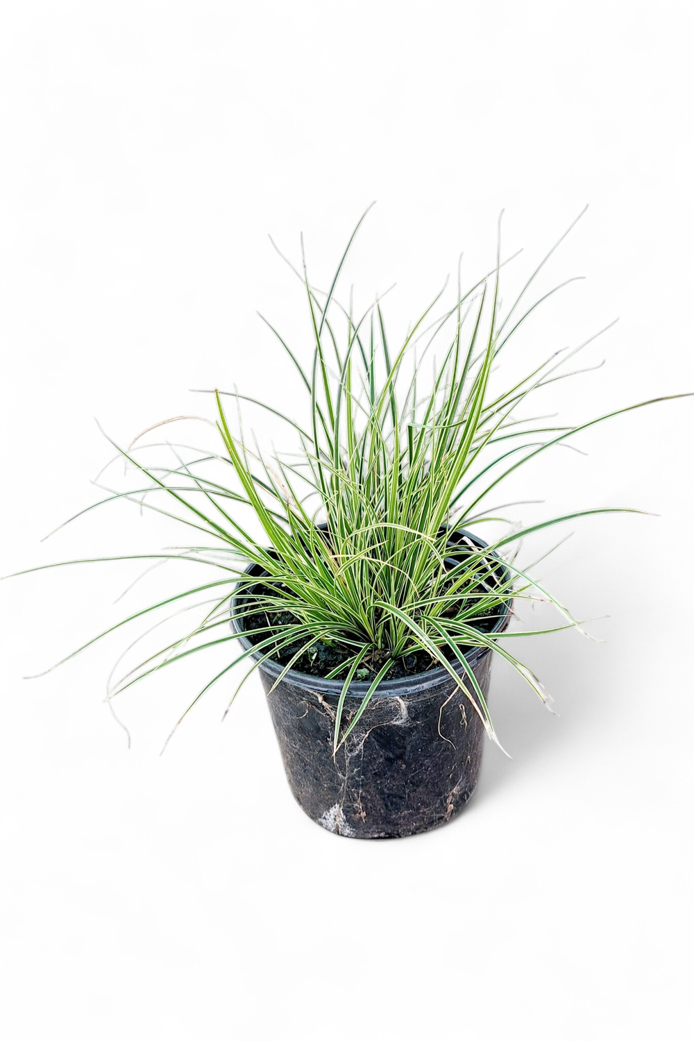 Carex Morrowii "Japanese Sedge" 15cm