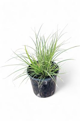 Carex Morrowii "Japanese Sedge" 15cm