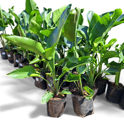 Strelitzia Nicolai "Bird Of Paradise" 10 Liter