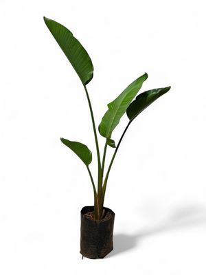 Strelitzia Nicolai "Bird Of Paradise" 10 Liter