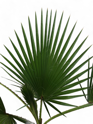 Washingtonia Robusta "Mexican Fan Palm"20Liter