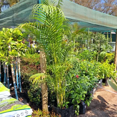 Chamaedorea Seifrizii "Bamboo Palm" 40Liter