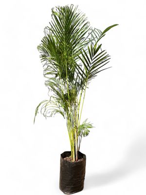 Chamaedorea Seifrizii "Bamboo Palm" 40Liter