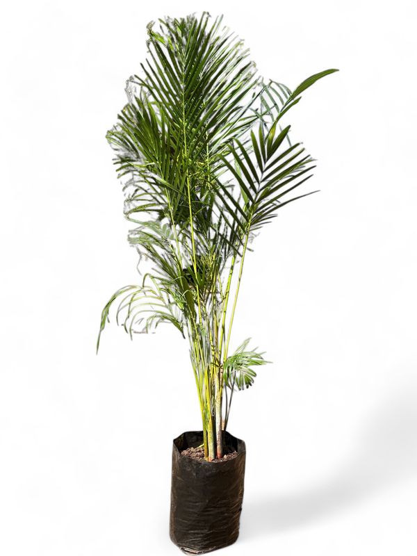 Chamaedorea Seifrizii "Bamboo Palm" 40Liter Chamaedorea Seifrizii "Bamboo Palm" 40Liter