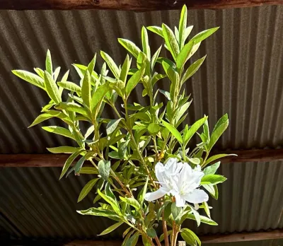 Rhododendron "Grandiflore Alba Azalea" Standard 12Liter