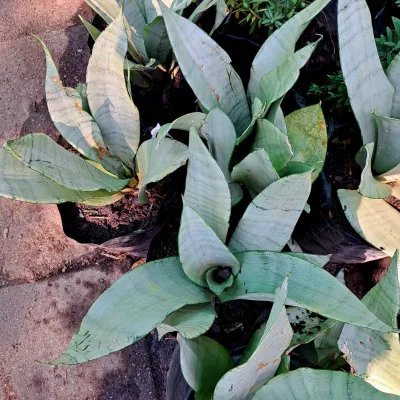 Sansevieria Trifasciata  "Moonglow Snake Plant" 10Liter