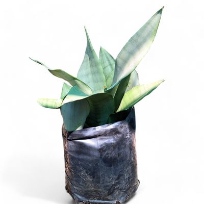 Sansevieria Trifasciata  "Moonglow Snake Plant" 10Liter