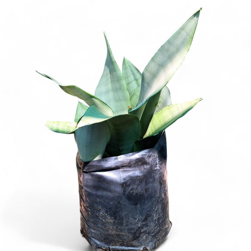 Sansevieria Trifasciata  "Moonglow Snake Plant" 10Liter