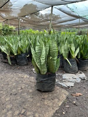 Sansevieria Trifasciata  Hahnii Laurentii "Dwarf Snake Plant" 10Liter