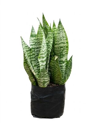 Sansevieria Trifasciata  Hahnii Laurentii "Dwarf Snake Plant" 10Liter