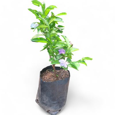 Brunsfelsia Floribunda "Yesterday Today and Tomorrow" 2.5Liter