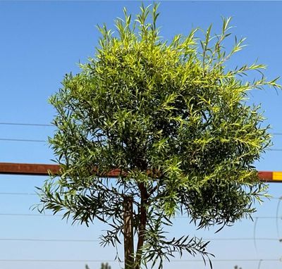 Melaleuca Bracteata "Johannesburg Gold" Standard 10Liter