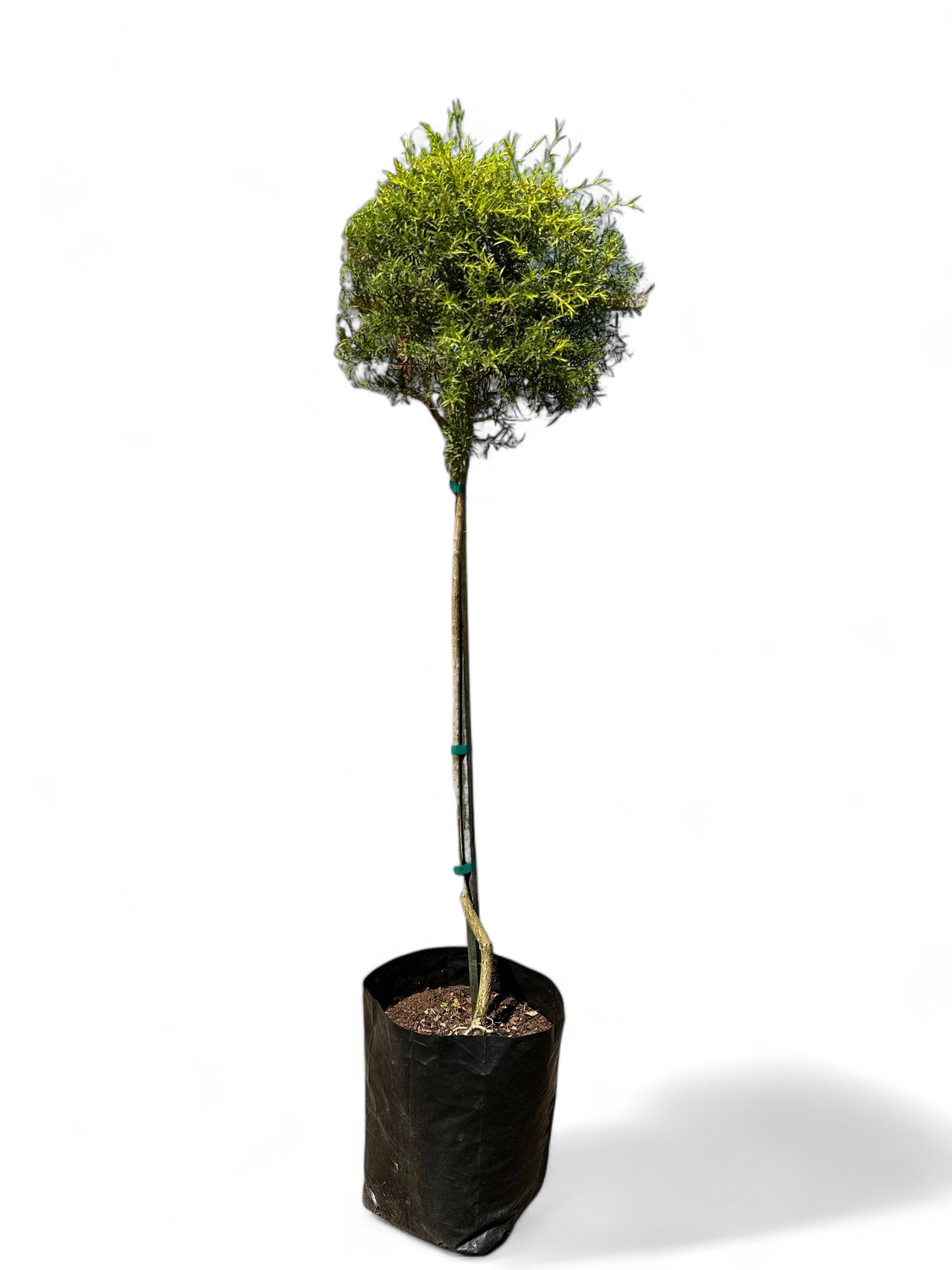 Melaleuca Bracteata "Johannesburg Gold" Standard 10Liter