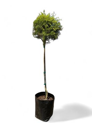 Melaleuca Bracteata "Johannesburg Gold" Standard 10Liter