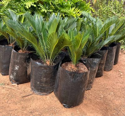 Cycas Revoluta 20 Liter