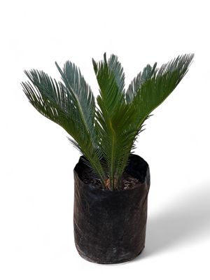 Cycas Revoluta 20 Liter