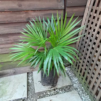 Chamaedorea Seifrizii "Bamboo Palm" 5Liter