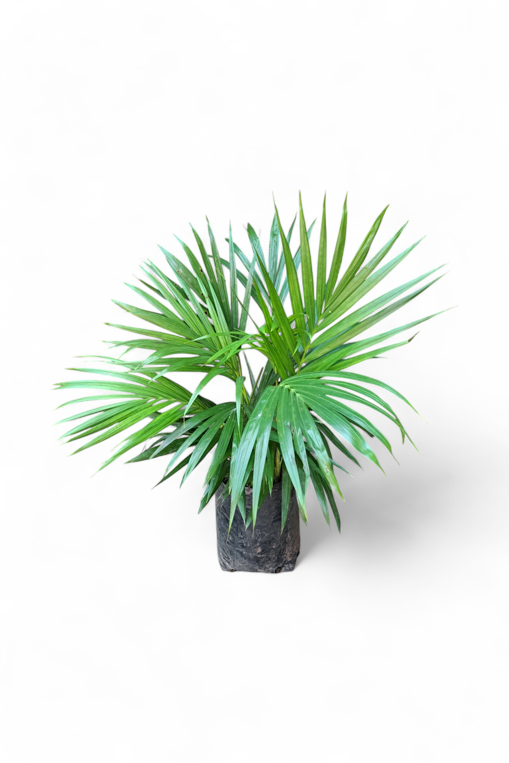 Chamaedorea Seifrizii "Bamboo Palm" 5Liter