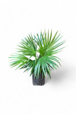 Chamaedorea Seifrizii "Bamboo Palm" 5Liter
