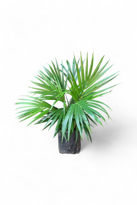 Chamaedorea Seifrizii "Bamboo Palm" 5Liter