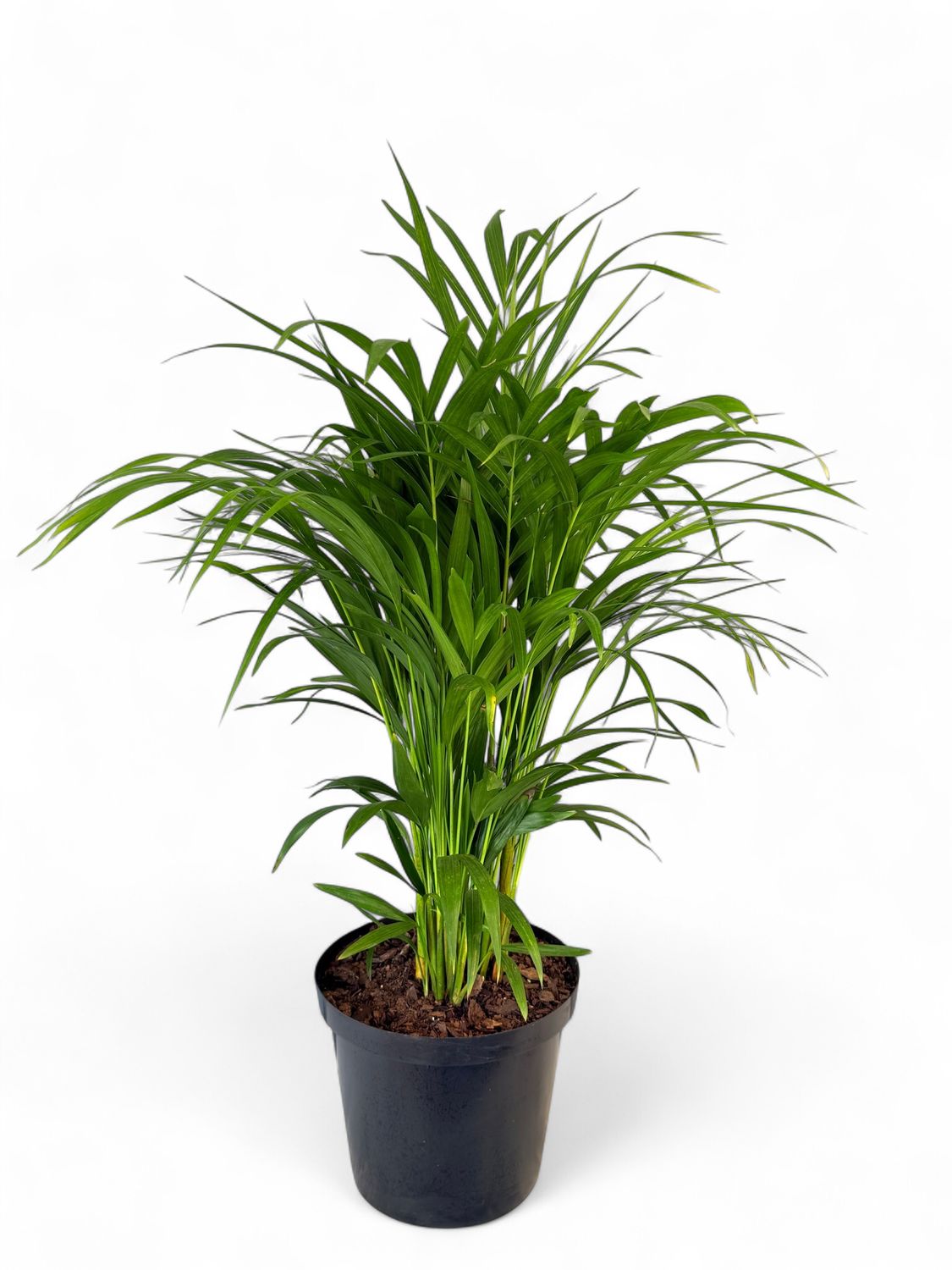 Chamaedorea Seifrizii "Bamboo Palm" 25cmPot