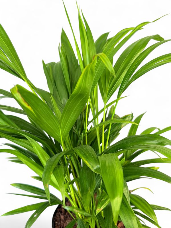 Chamaedorea Seifrizii "Bamboo Palm" 25cmPot