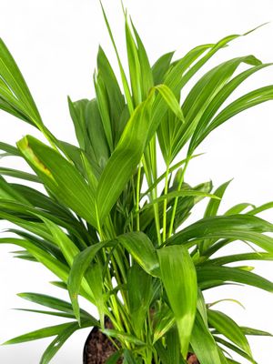 Chamaedorea Seifrizii "Bamboo Palm" 25cmPot