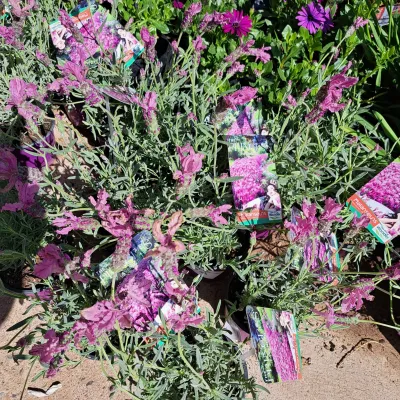 Lavandula Pendunculata "The Princess Lavender" 13cm Pot