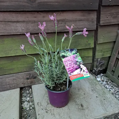 Lavandula Pendunculata "The Princess Lavender" 13cm Pot