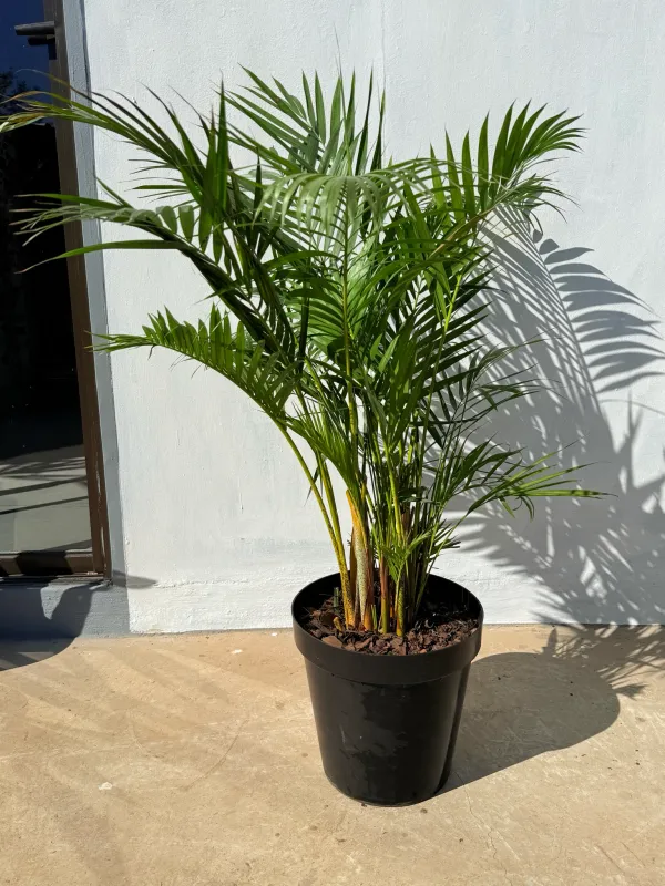 Chamaedorea Seifrizii "Bamboo Palm" 30cmPot