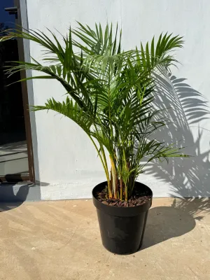 Chamaedorea Seifrizii "Bamboo Palm" 30cmPot