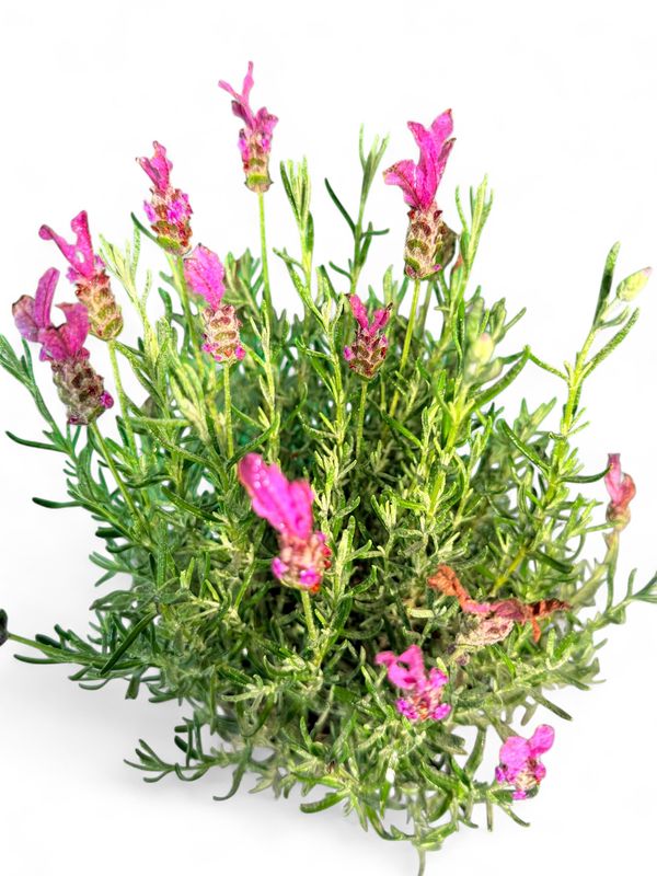 Lavandula Pedunculata "The Princess Lavender" 15cmPot