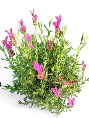 Lavandula Pedunculata "The Princess Lavender" 15cmPot