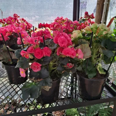 Begonia Elatior Hybrid Mixed Colours 14cm