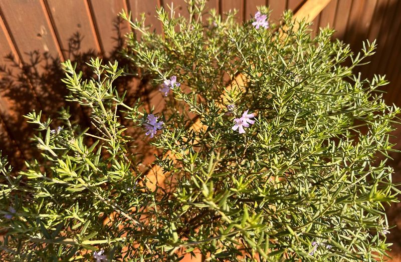 Freylinia Tropica "Blue Freylinia" Patio Standard 10Liter