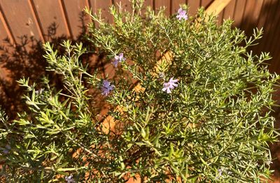Freylinia Tropica "Blue Freylinia" Patio Standard 10Liter