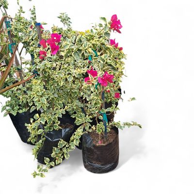 Bougainvillea STAKED "Variegated" 20Liter (NOT FLOWERING NOW FEB2026)