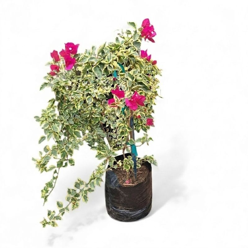 Bougainvillea STAKED "Variegated" 20Liter (NOT FLOWERING NOW FEB2026)